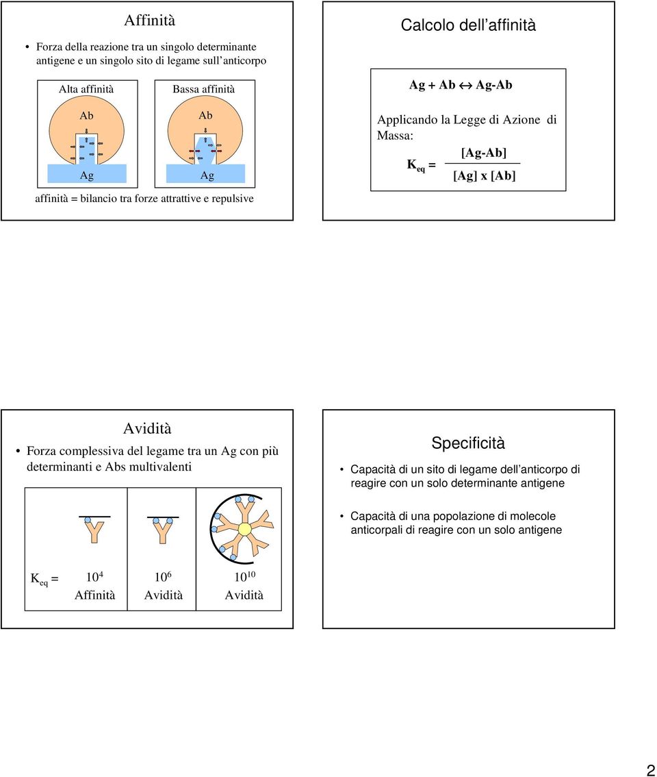 Forza complessiva del legame tra un Ag con più determinanti e s multivalenti Specificità Capacità di un sito di legame dell anticorpo di reagire con un