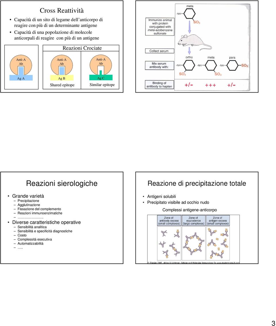 Precipitazione Agglutinazione Fissazione del complemento Reazioni immunoenzimatiche.