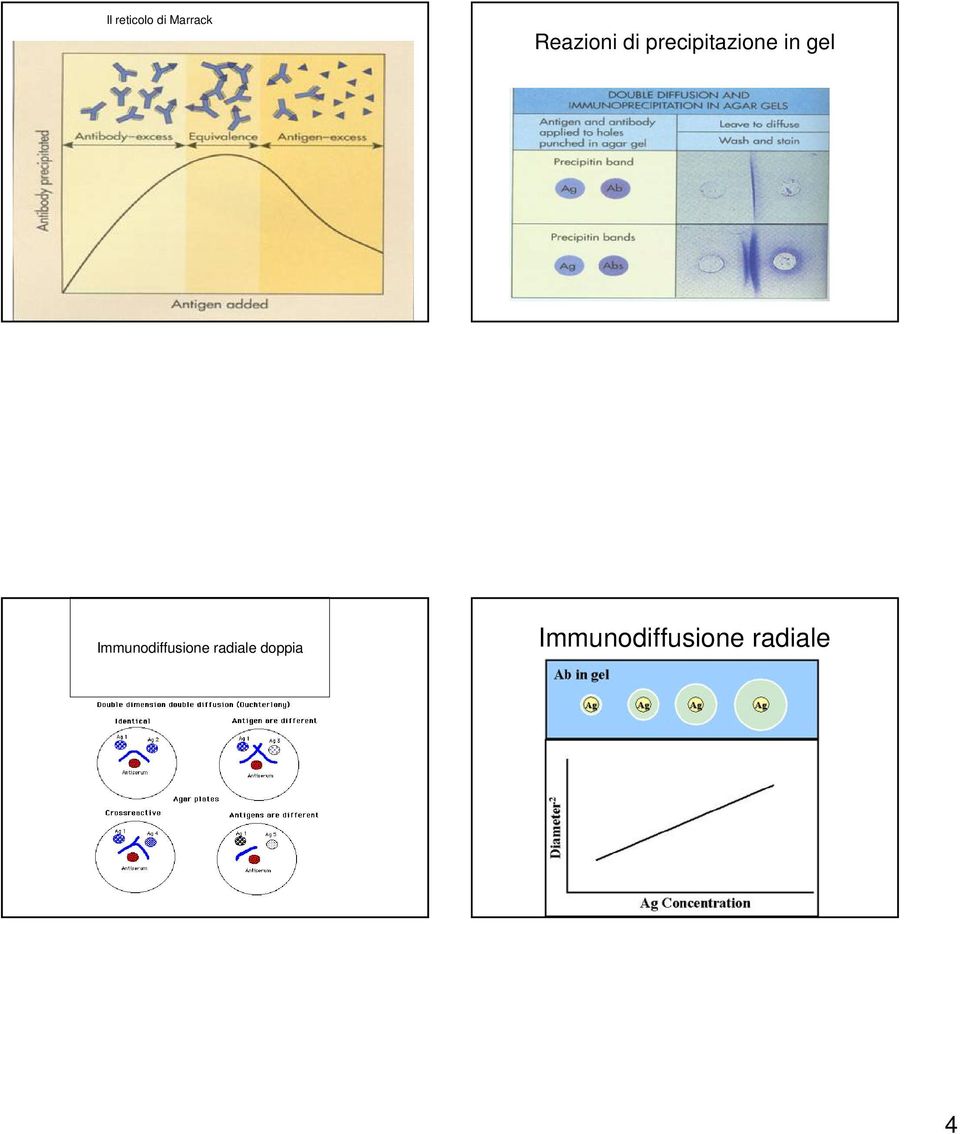 in gel Immunodiffusione