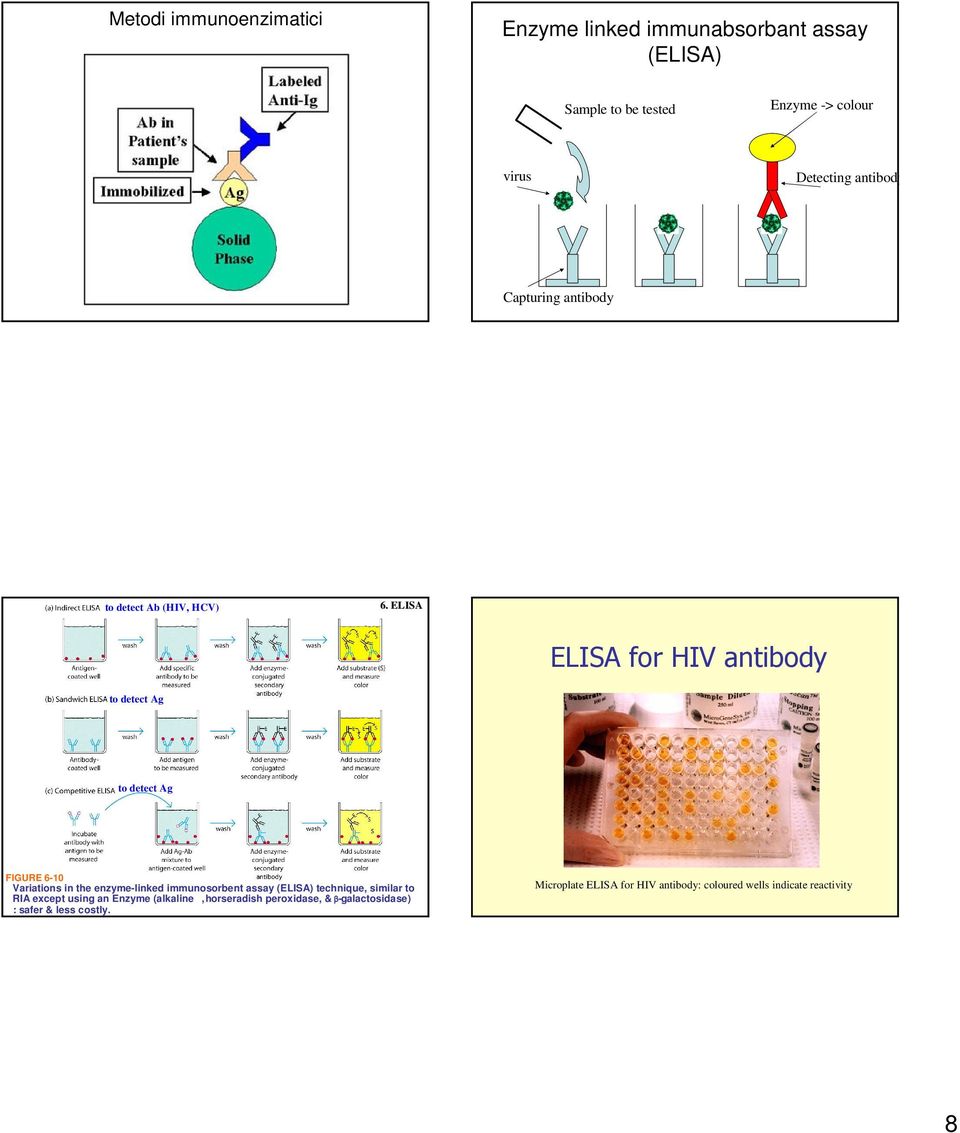 ELISA ELISA for HIV antibody to detect Ag to detect Ag FIGURE 6-10 Variations in the enzyme-linked immunosorbent assay