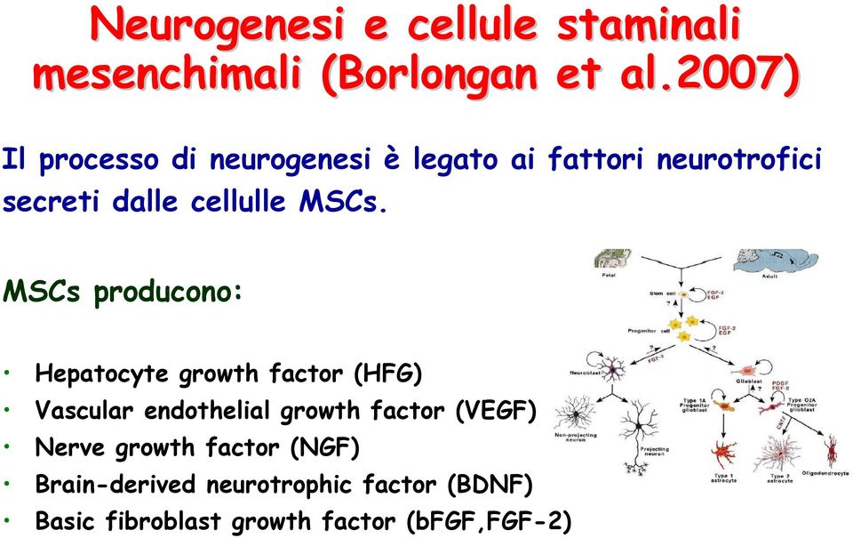 MSCs. MSCs producono: Hepatocyte growth factor (HFG) Vascular endothelial growth factor