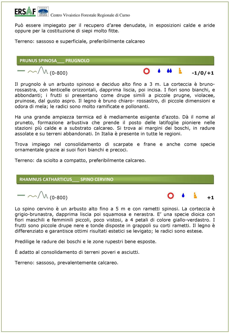 La corteccia è brunorossastra, con lenticelle orizzontali, dapprima liscia, poi incisa.