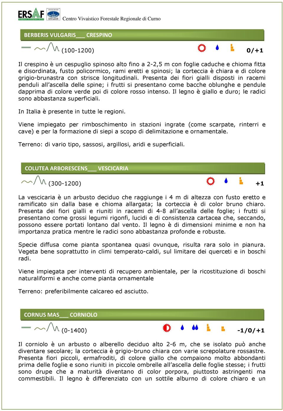 Presenta dei fiori gialli disposti in racemi penduli all ascella delle spine; i frutti si presentano come bacche oblunghe e pendule dapprima di colore verde poi di colore rosso intenso.