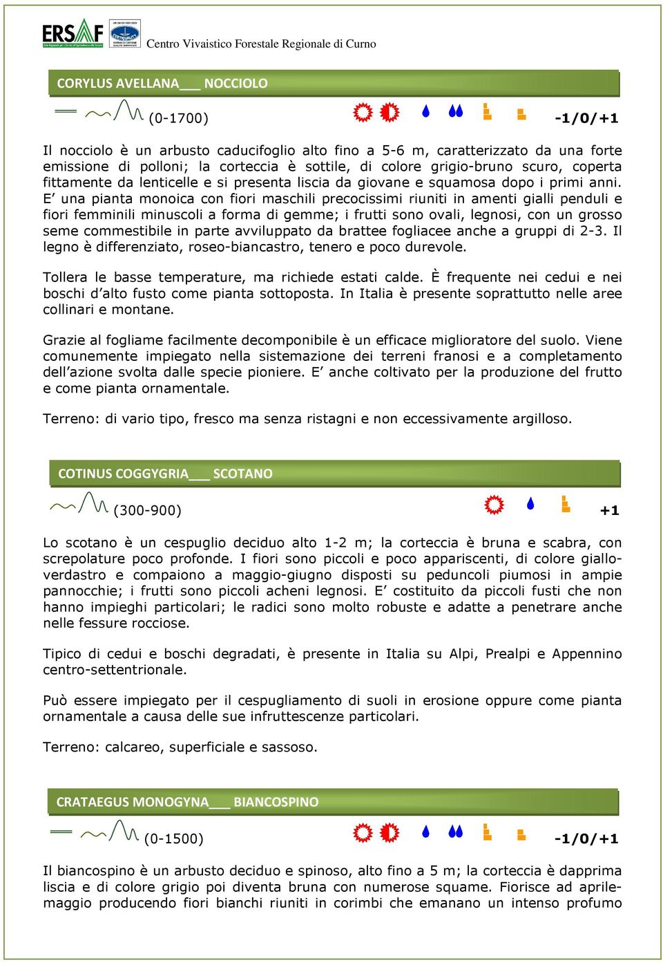 E una pianta monoica con fiori maschili precocissimi riuniti in amenti gialli penduli e fiori femminili minuscoli a forma di gemme; i frutti sono ovali, legnosi, con un grosso seme commestibile in