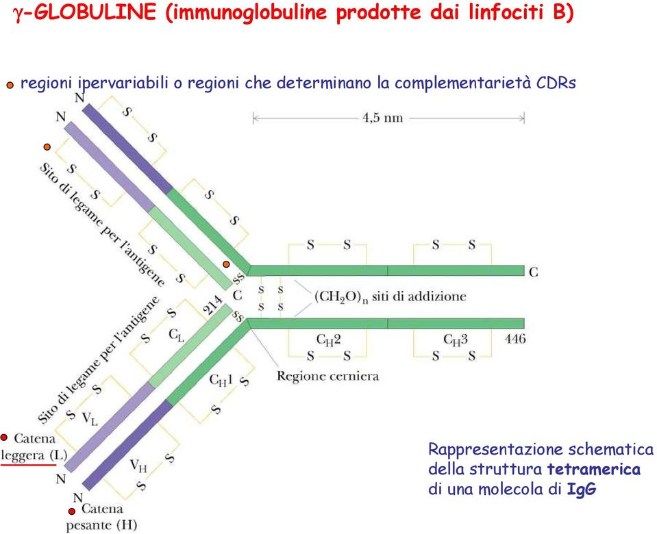 la complementarietà CDRs Rappresentazione