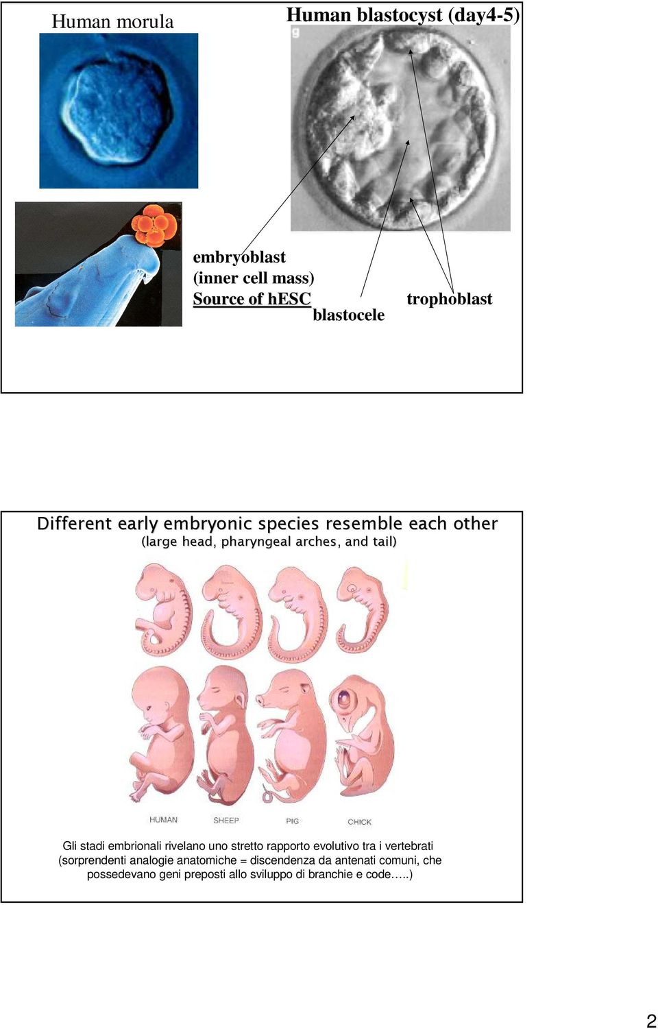tail) Gli stadi embrionali rivelano uno stretto rapporto evolutivo tra i vertebrati (sorprendenti