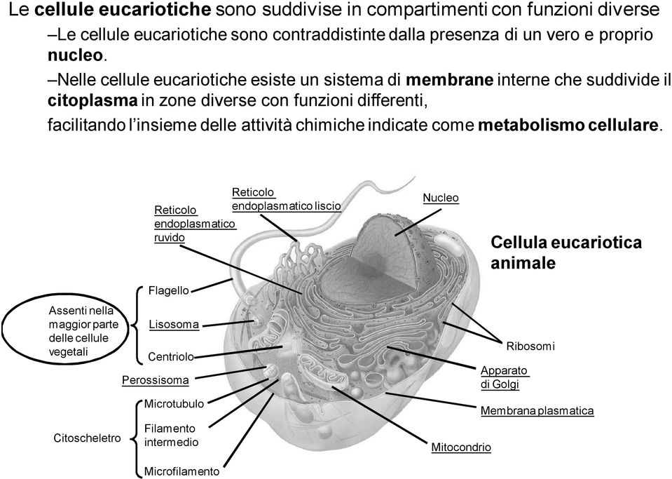 chimiche indicate come metabolismo cellulare.