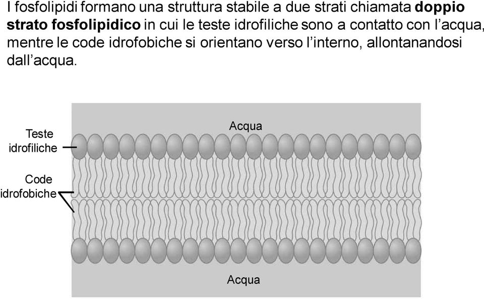 contatto con l acqua, mentre le code idrofobiche si orientano verso l