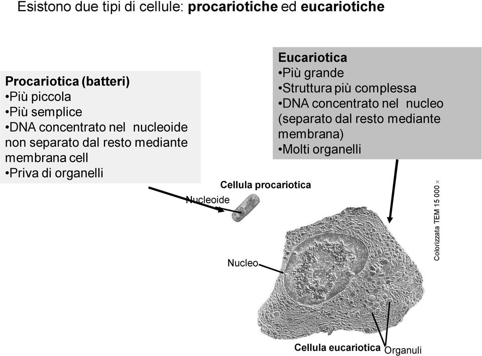 Nucleoide Cellula procariotica Nucleo Eucariotica Più grande Struttura più complessa DNA concentrato nel