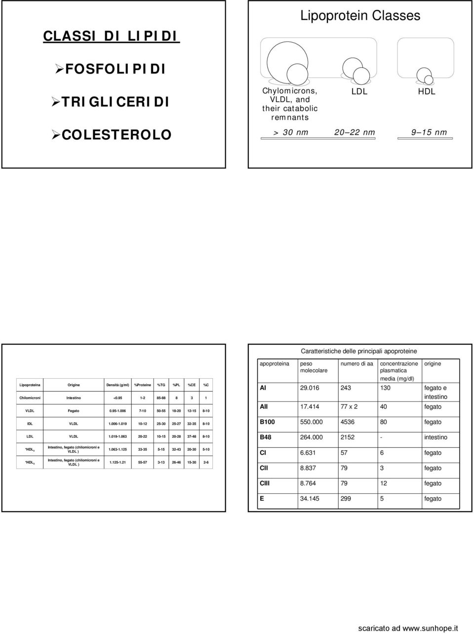 006 7-10 50-55 18-20 12-15 8-10 apoproteina peso molecolare numero di aa concentrazione plasmatica media (mg/dl) origine AI 29.016 243 130 fegato e intestino AII 17.414 77 x 2 40 fegato IDL V 1.006-1.