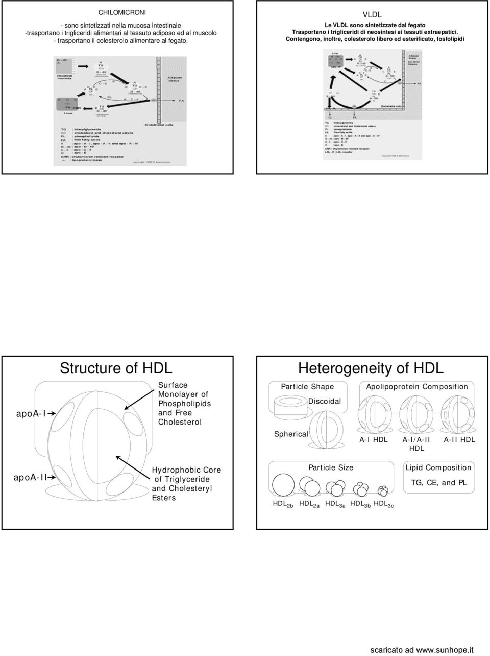 Contengono, inoltre, colesterolo libero ed esterificato, fosfolipidi apoa-i Structure of HDL Surface Monolayer of Phospholipids and Free Heterogeneity of HDL Particle