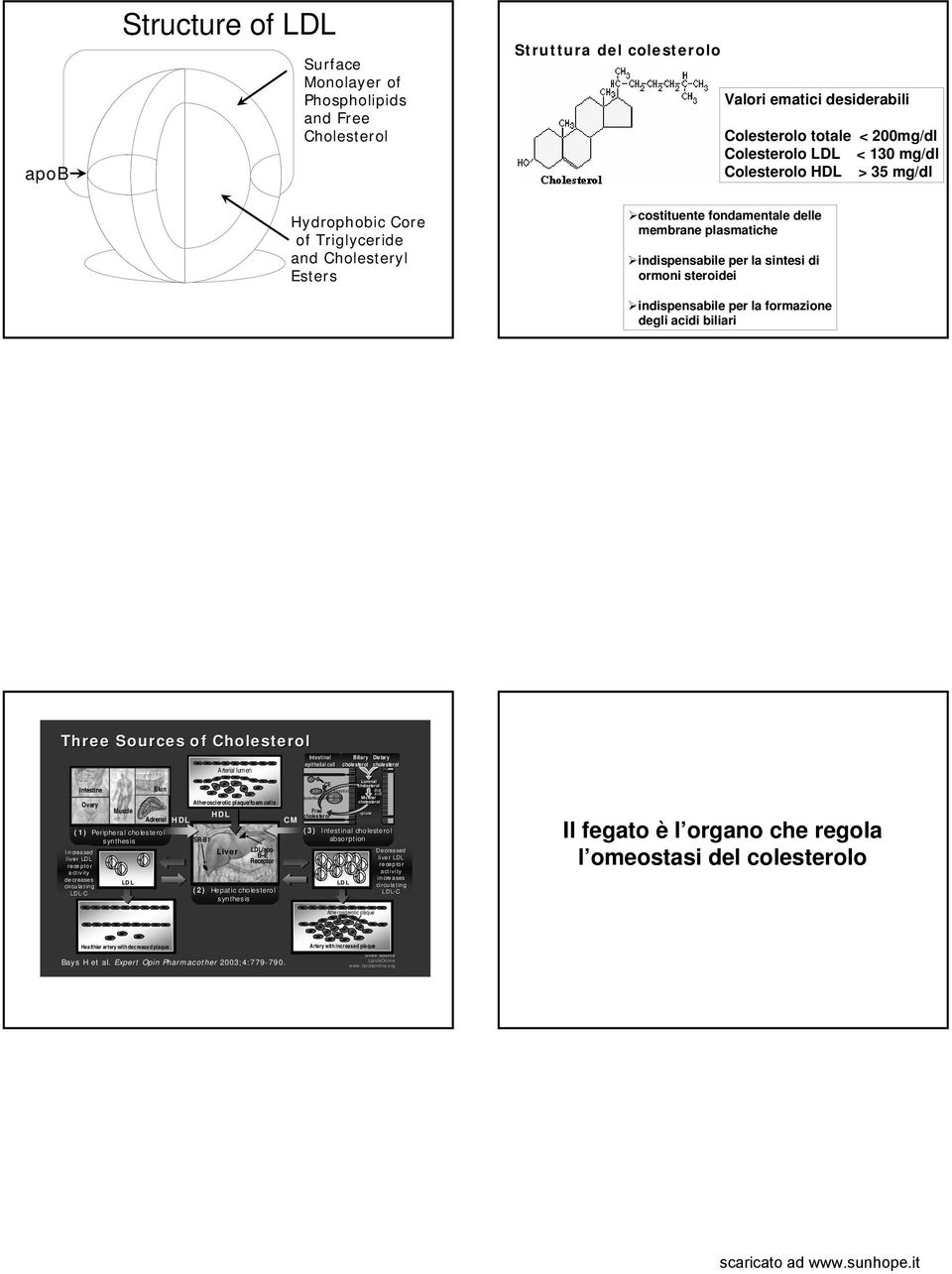 per la formazione degli acidi biliari Three Sources of Arterial lumen Intestinal epithelial cell Biliary Dietary Intestine Skin Ovary Atherosclerotic plaque/foam cells Muscle HDL Adrenal HDL (1)