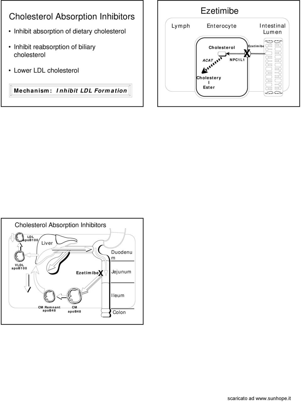 Lumen ACAT Cholestery l Ester NPC1L1 X Ezetimibe Absorption Inhibitors V apob100