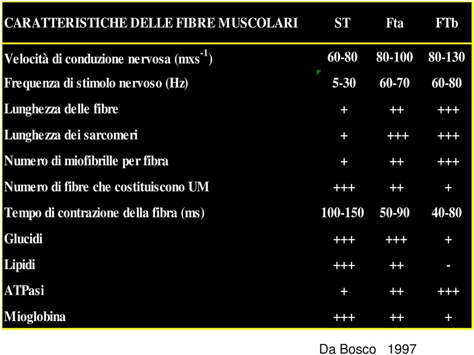 +++ Numero di miofibrille per fibra + ++ +++ Numero di fibre che costituiscono UM +++ ++ + Tempo di contrazione