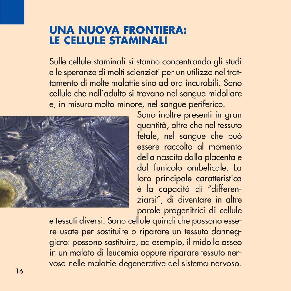 Sono inoltre presenti in gran quantità, oltre che nel tessuto fetale, nel sangue che può essere raccolto al momento della nascita dalla placenta e dal funicolo ombelicale.