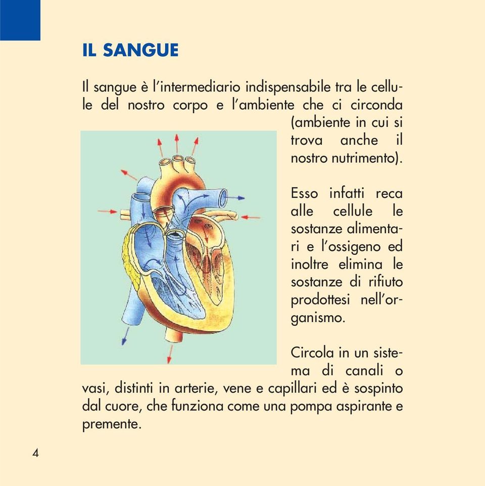 Esso infatti reca alle cellule le sostanze alimentari e l ossigeno ed inoltre elimina le sostanze di rifiuto