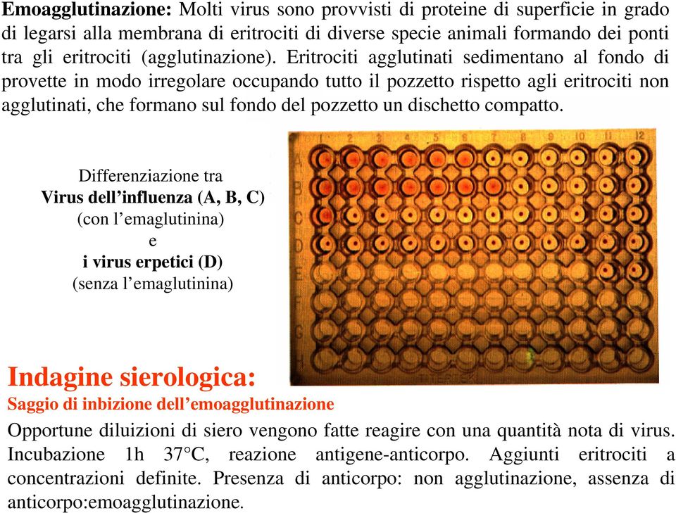 Eritrociti agglutinati sedimentano al fondo di provette in modo irregolare occupando tutto il pozzetto rispetto agli eritrociti non agglutinati, che formano sul fondo del pozzetto un dischetto