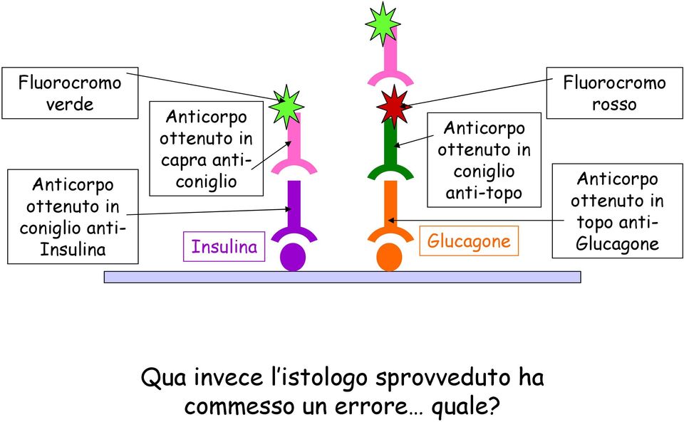 coniglio anti-topo Glucagone Fluorocromo rosso Anticorpo ottenuto in