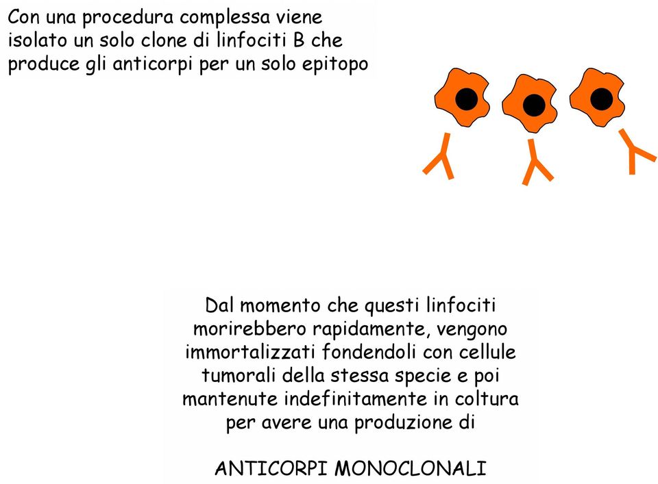 rapidamente, vengono immortalizzati fondendoli con cellule tumorali della stessa