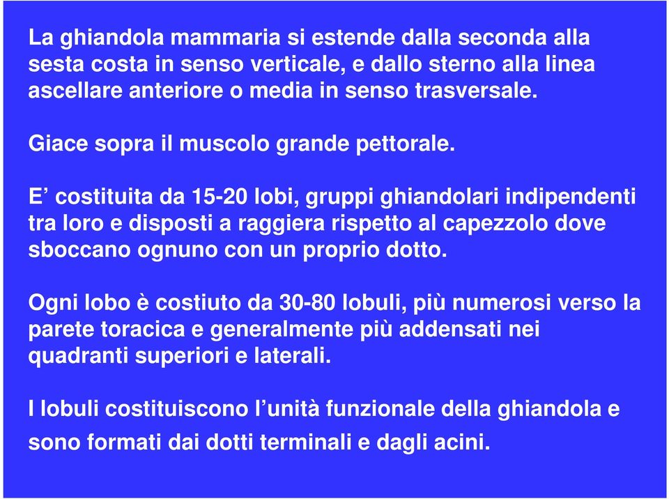 E costituita da 15-20 lobi, gruppi ghiandolari indipendenti tra loro e disposti a raggiera rispetto al capezzolo dove sboccano ognuno con un proprio