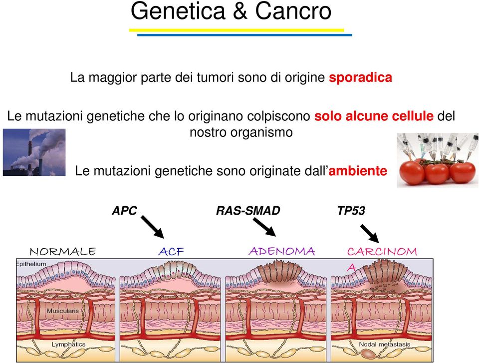 alcune cellule del nostro organismo Le mutazioni genetiche sono