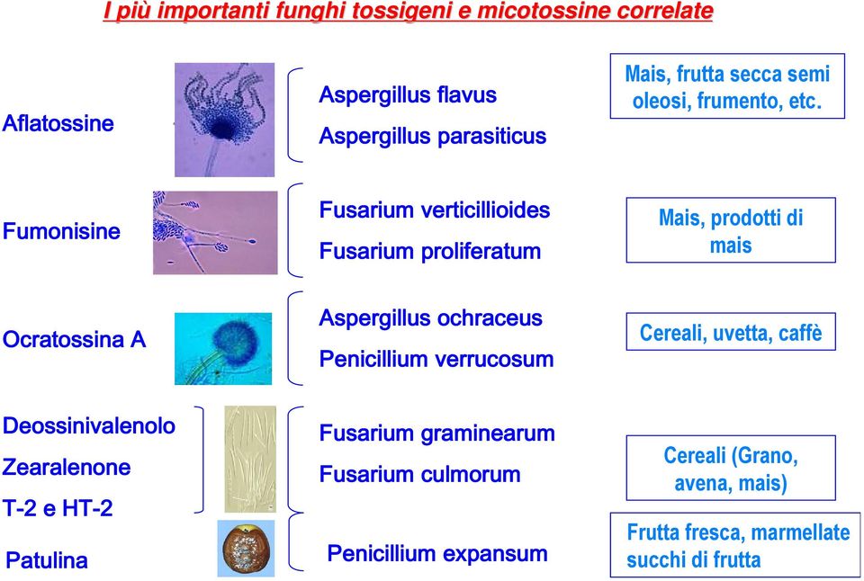 Fumonisine Fusarium verticillioides Fusarium proliferatum Mais, prodotti di mais Ocratossina A Aspergillus ochraceus Penicillium verrucosum Cereali, uvetta, caffè