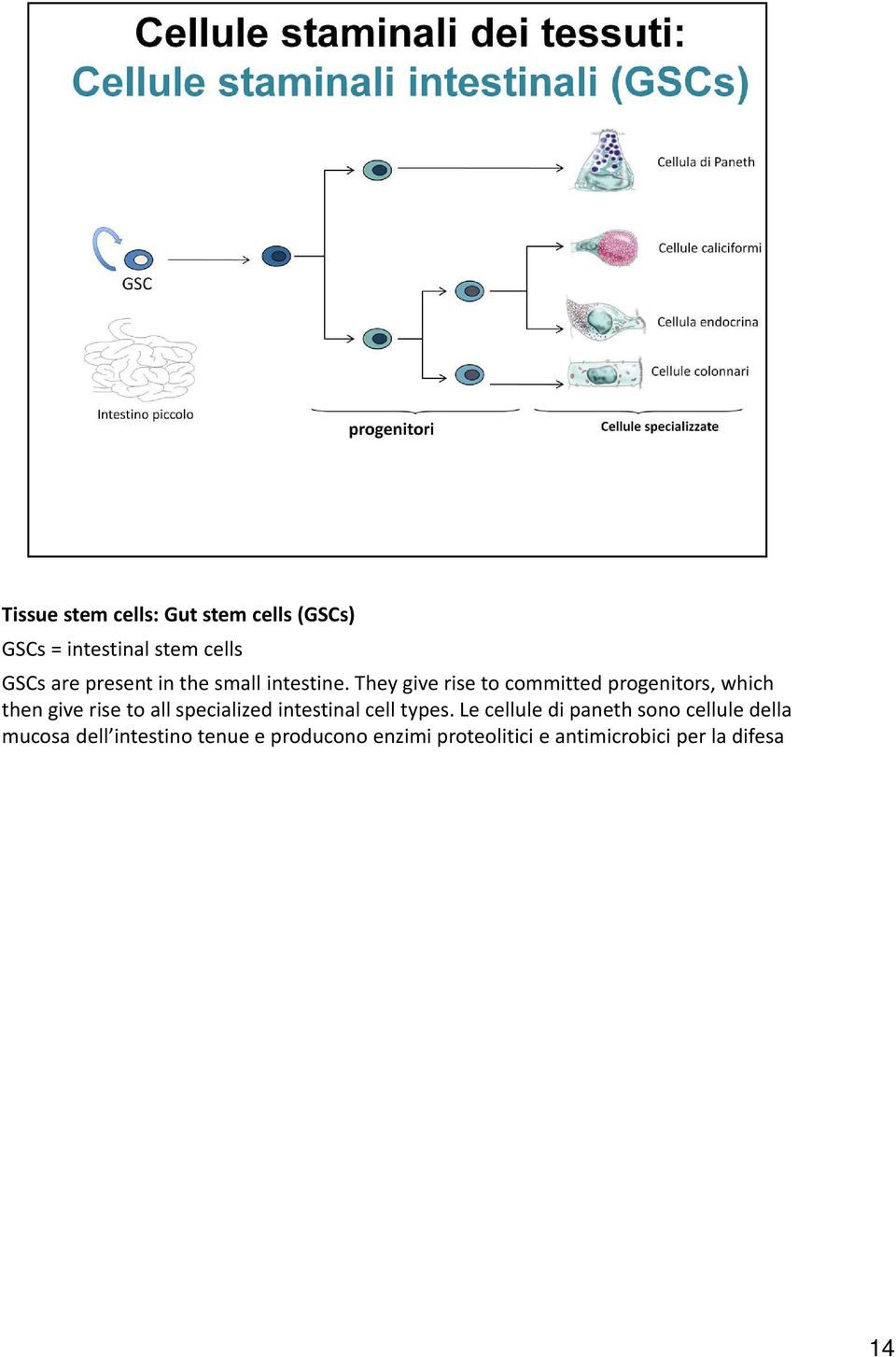 They give rise to committed progenitors, which then give rise to all specialized