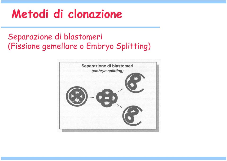 blastomeri (Fissione