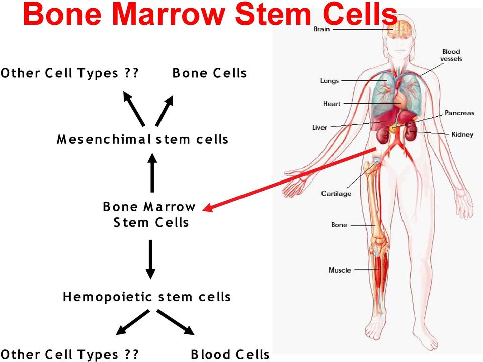 B o ne M a rrow S tem C ells H em o po ietic