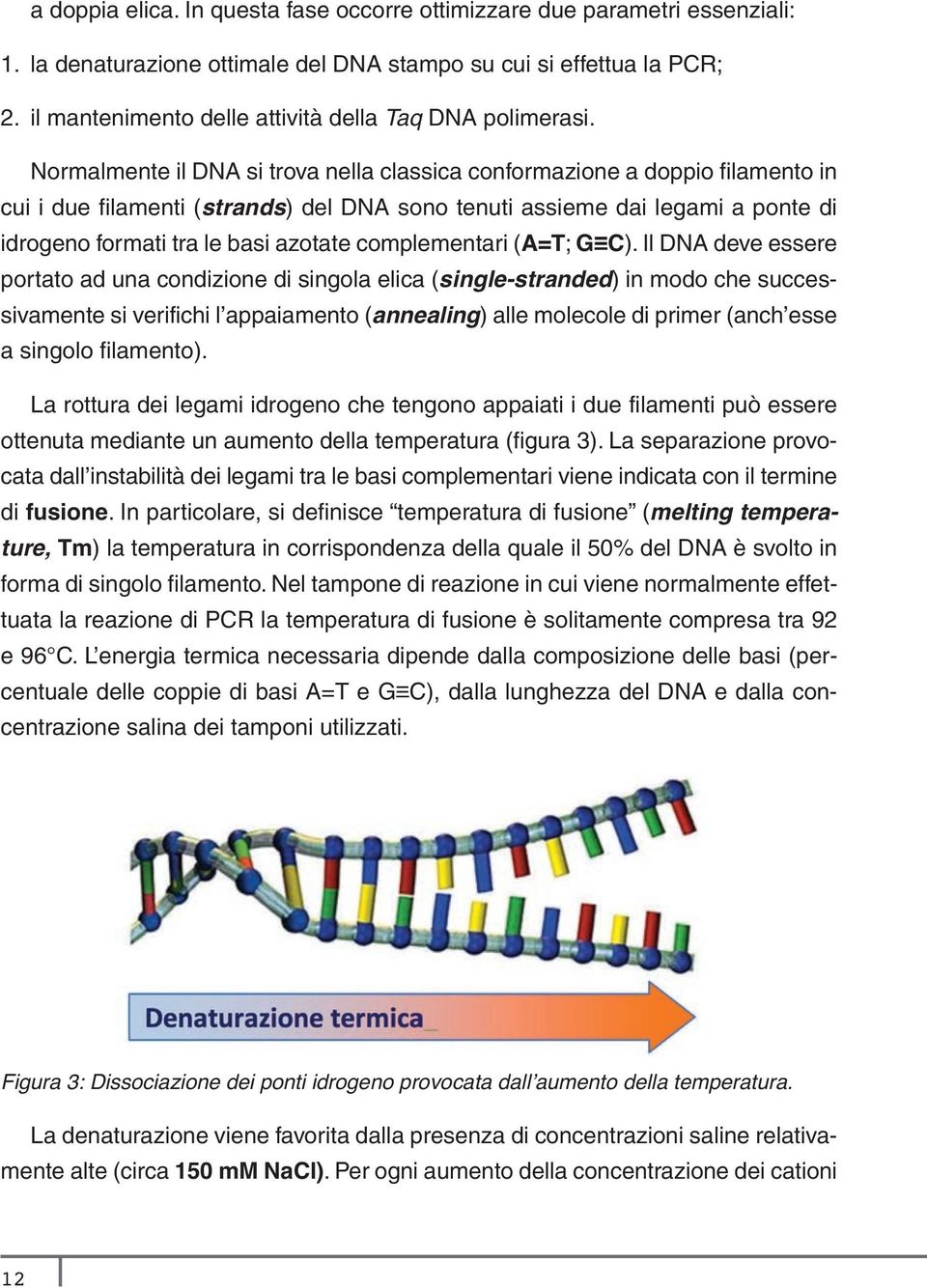 Normalmente il DNA si trova nella classica conformazione a doppio filamento in cui i due filamenti (strands) del DNA sono tenuti assieme dai legami a ponte di idrogeno formati tra le basi azotate