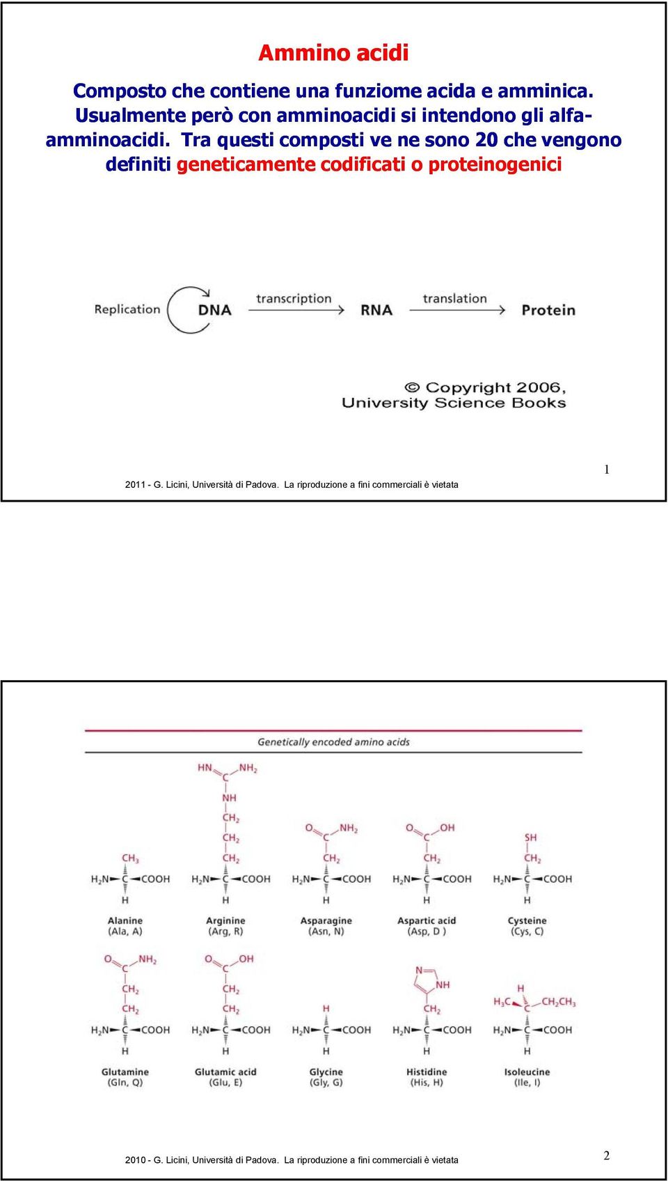 Tra questi composti ve ne sono 20 che vengono definiti geneticamente codificati