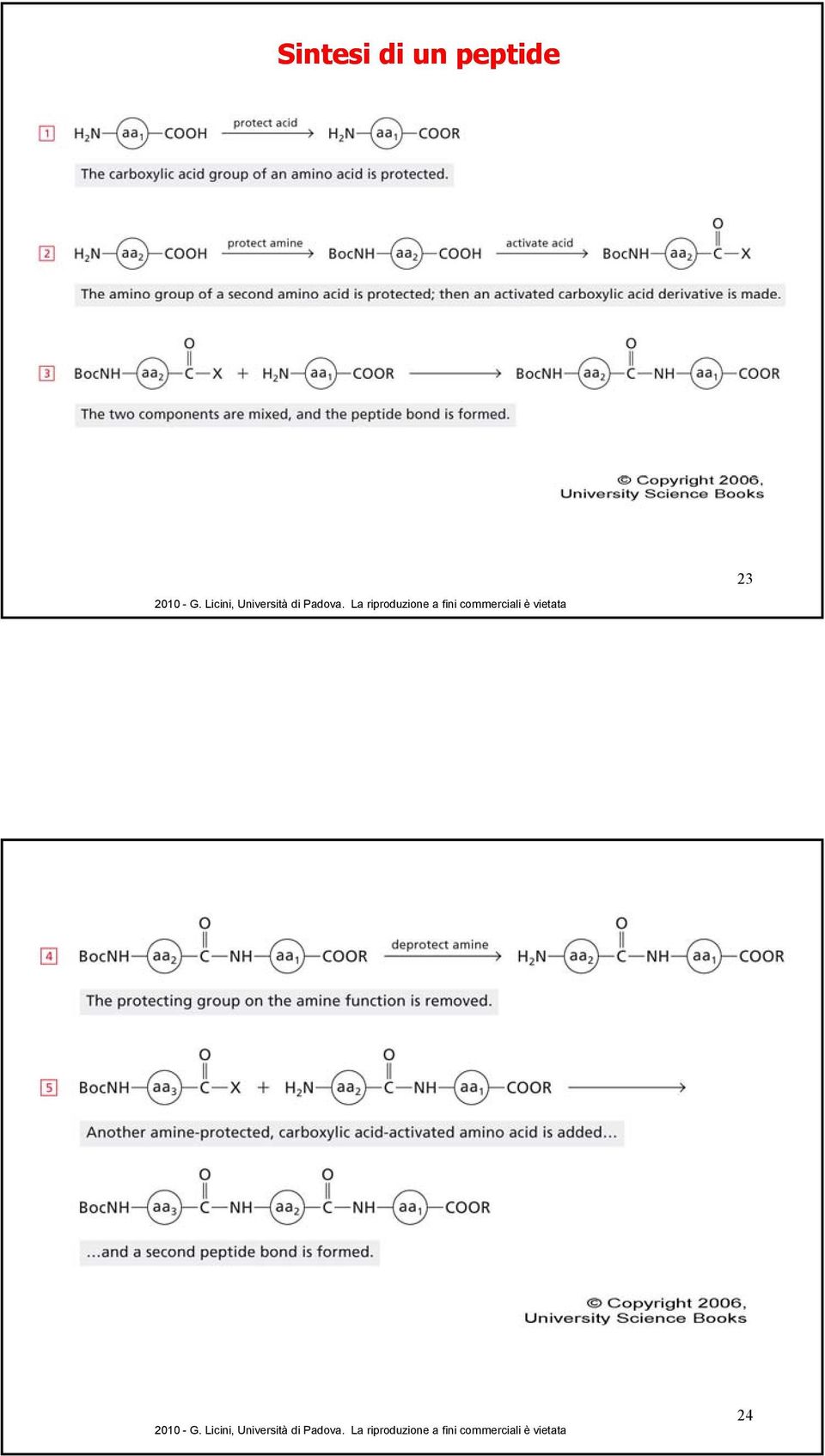 peptide