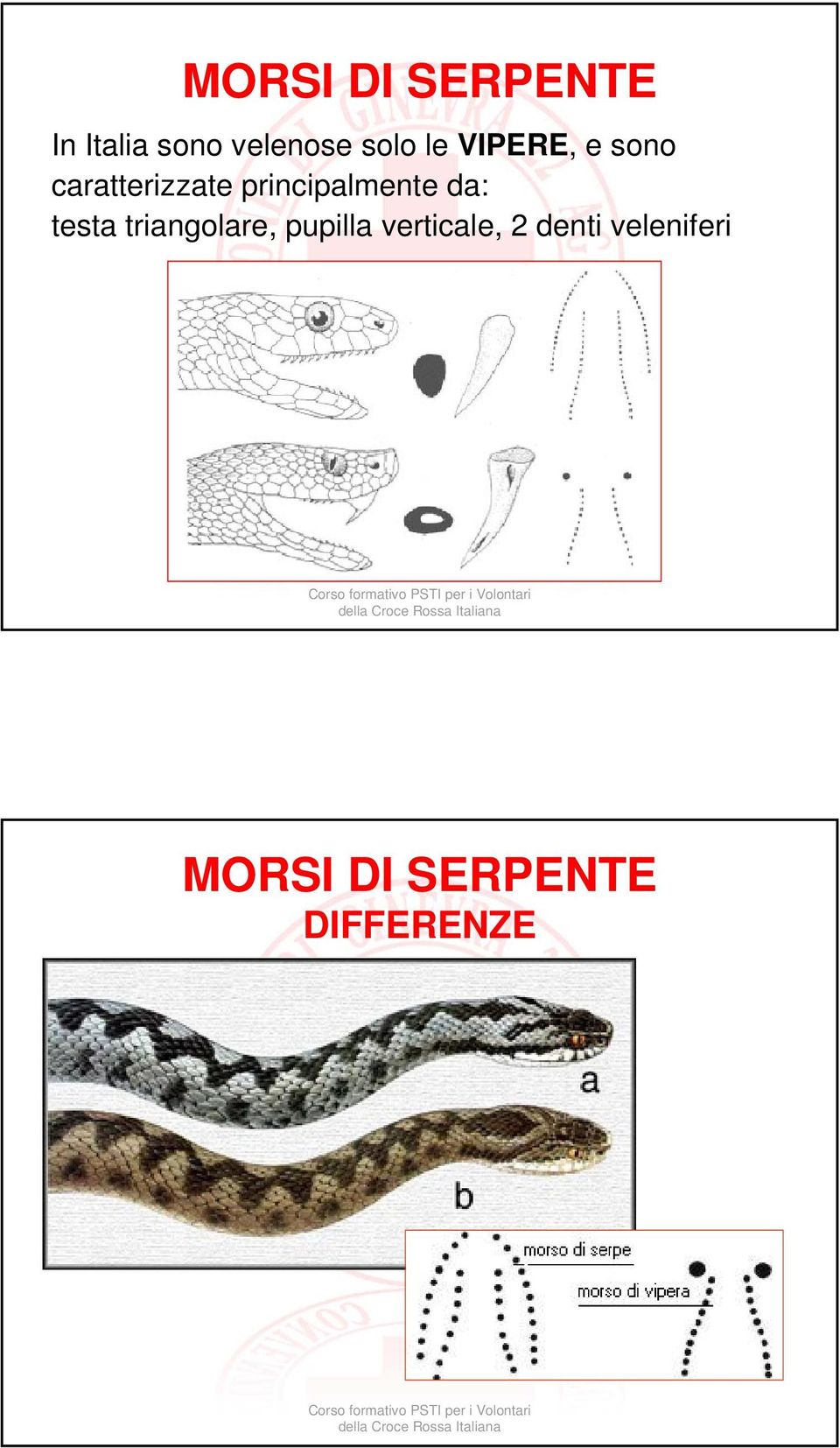 principalmente da: testa triangolare, pupilla