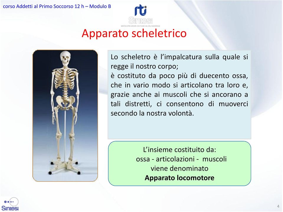 anche ai muscoli che si ancorano a tali distretti, ci consentono di muoverci secondo la nostra