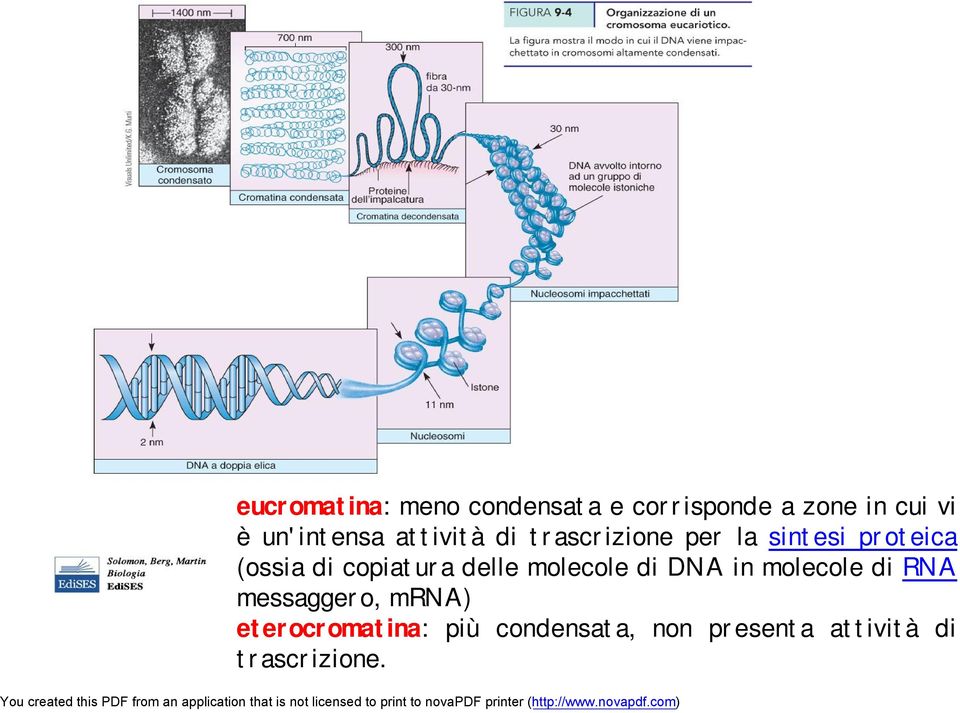 di copiatura delle molecole di DNA in molecole di RNA messaggero,