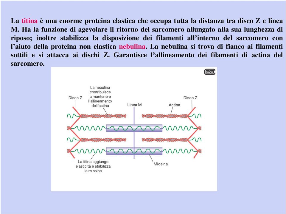 la disposizione dei filamenti all interno del sarcomero con l aiuto della proteina non elastica nebulina.