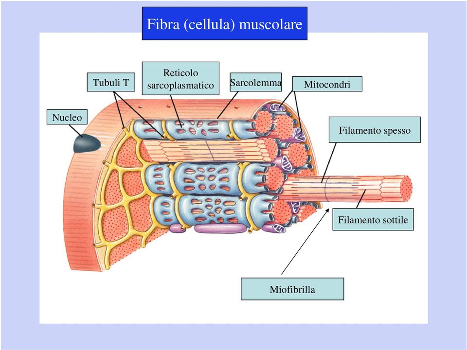 Sarcolemma Mitocondri Nucleo