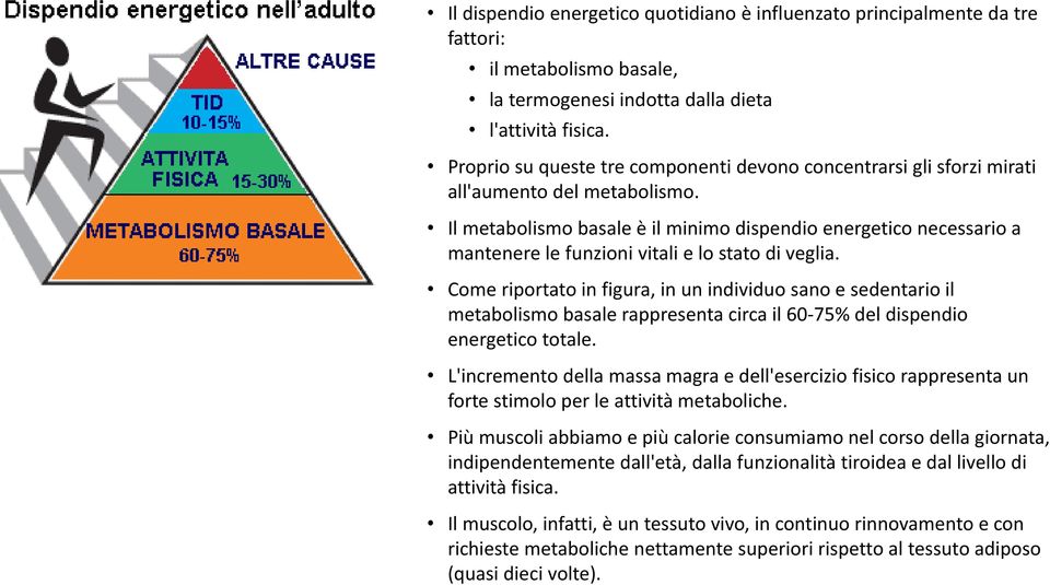 Il metabolismo basale è il minimo dispendio energetico necessario a mantenere le funzioni vitali e lo stato di veglia.