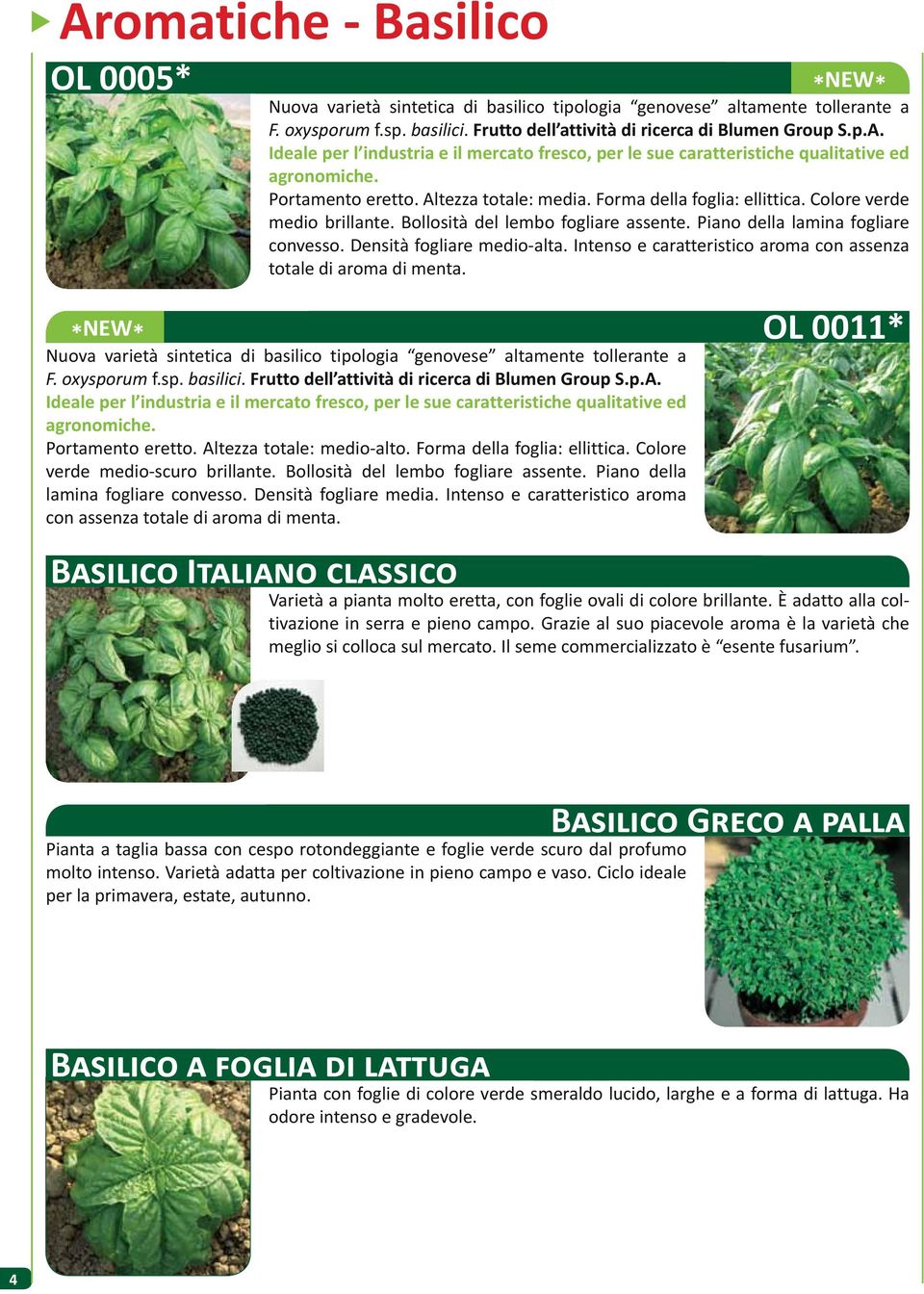 Densità fogliare medio-alta. Intenso e caratteristico aroma con assenza totale di aroma di menta. Nuova varietà sintetica di basilico tipologia genovese altamente tollerante a F. oxysporum f.sp. basilici.