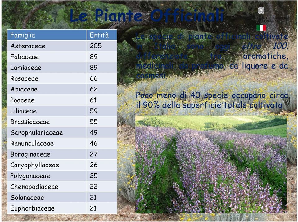 Solanaceae 21 Euphorbiaceae 21 Le specie di piante officinali coltivate in Italia sono oggi oltre 100, differenziate tra
