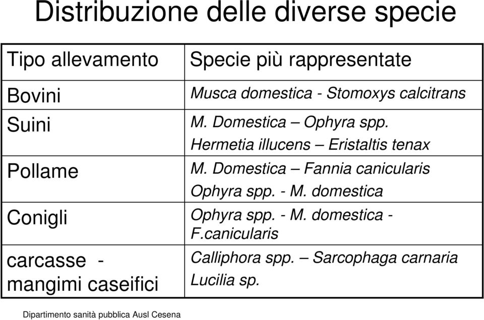Domestica Ophyra spp. Hermetia illucens Eristaltis tenax M.