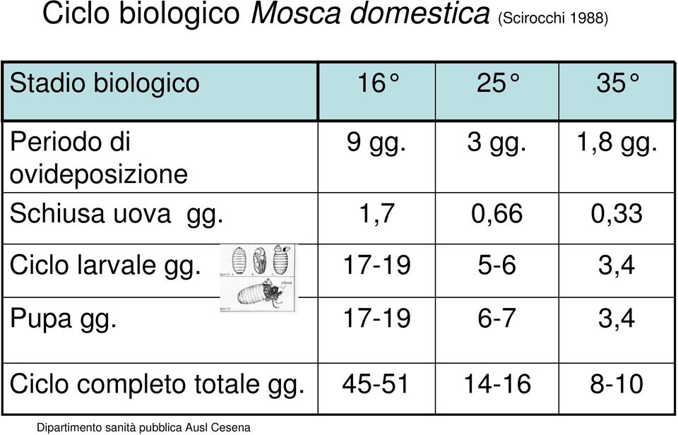 1,8 gg. Schiusa uova gg. 1,7 0,66 0,33 Ciclo larvale gg.