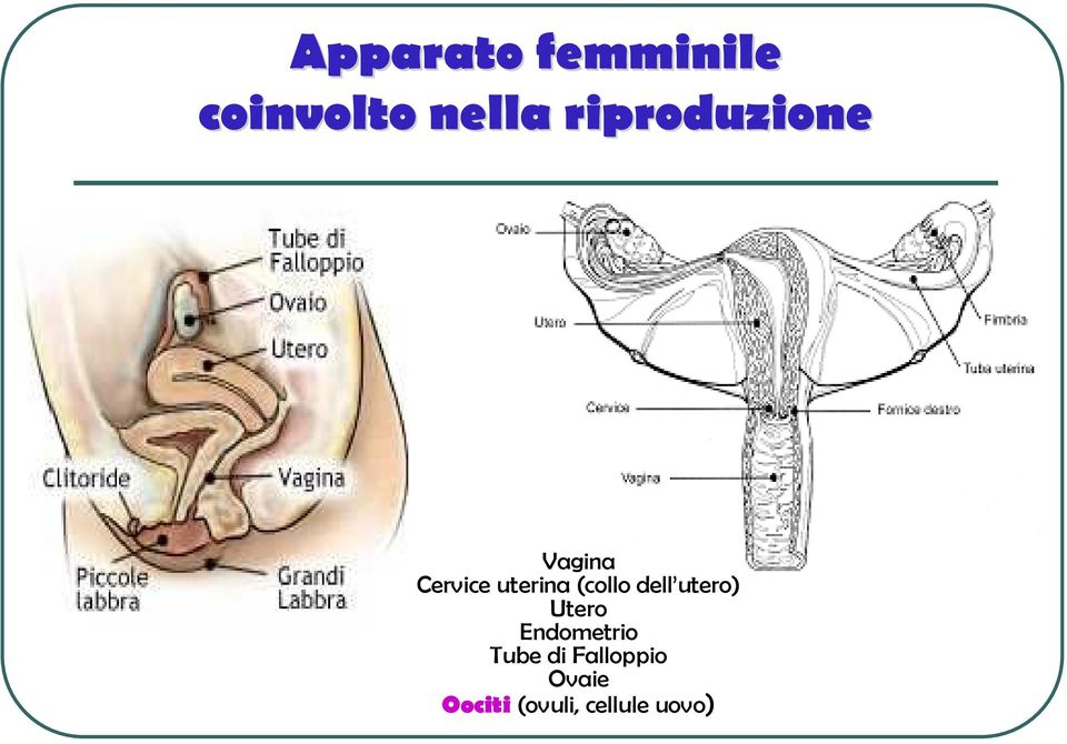 (collo dell utero) Utero Endometrio