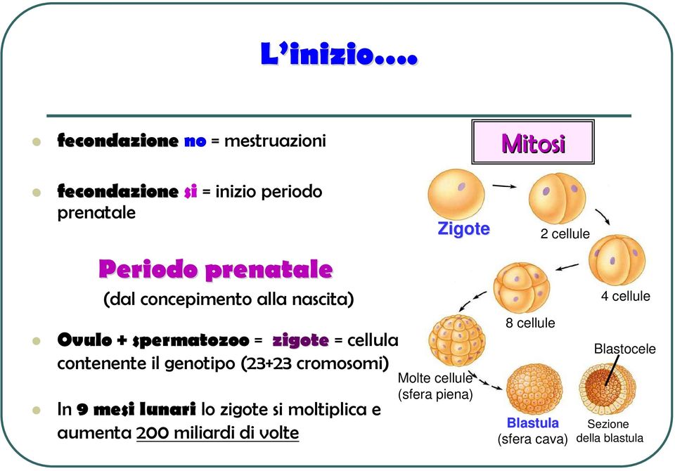 concepimento alla nascita) Ovulo + spermatozoo = zigote = cellula contenente il genotipo (23+23