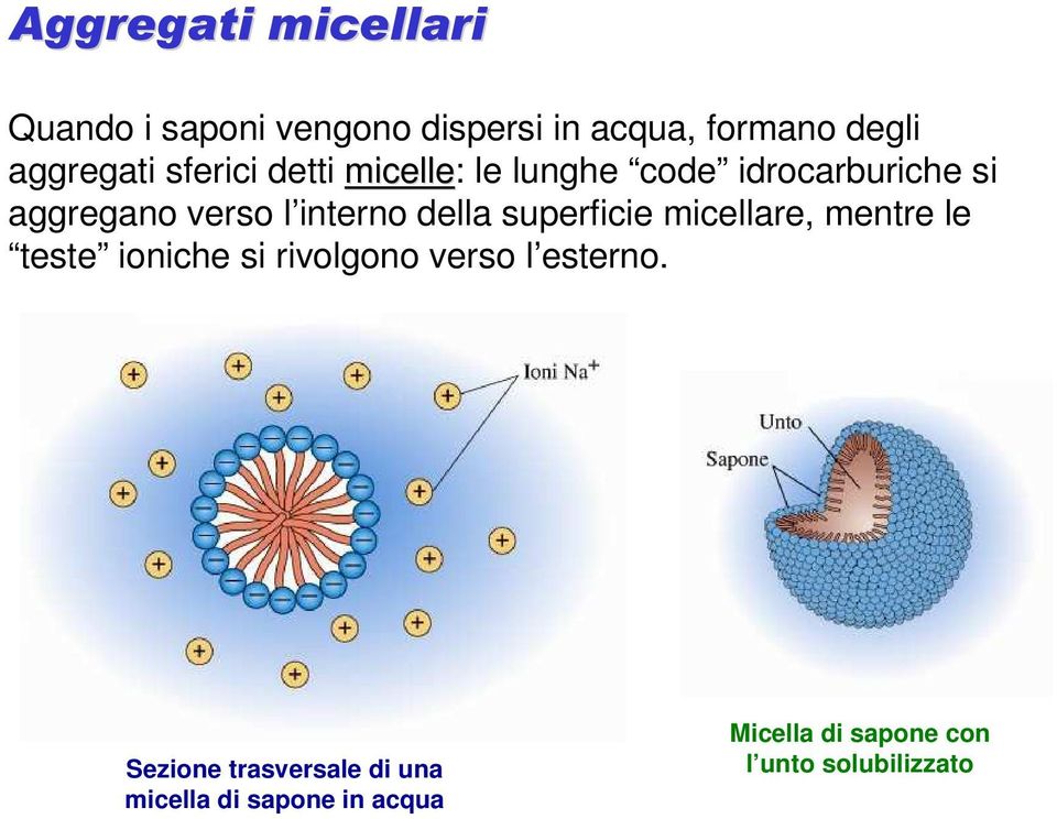 della superficie micellare, mentre le teste ioniche si rivolgono verso l esterno.