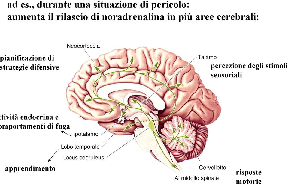 noradrenalina in più aree cerebrali: ianificazione di