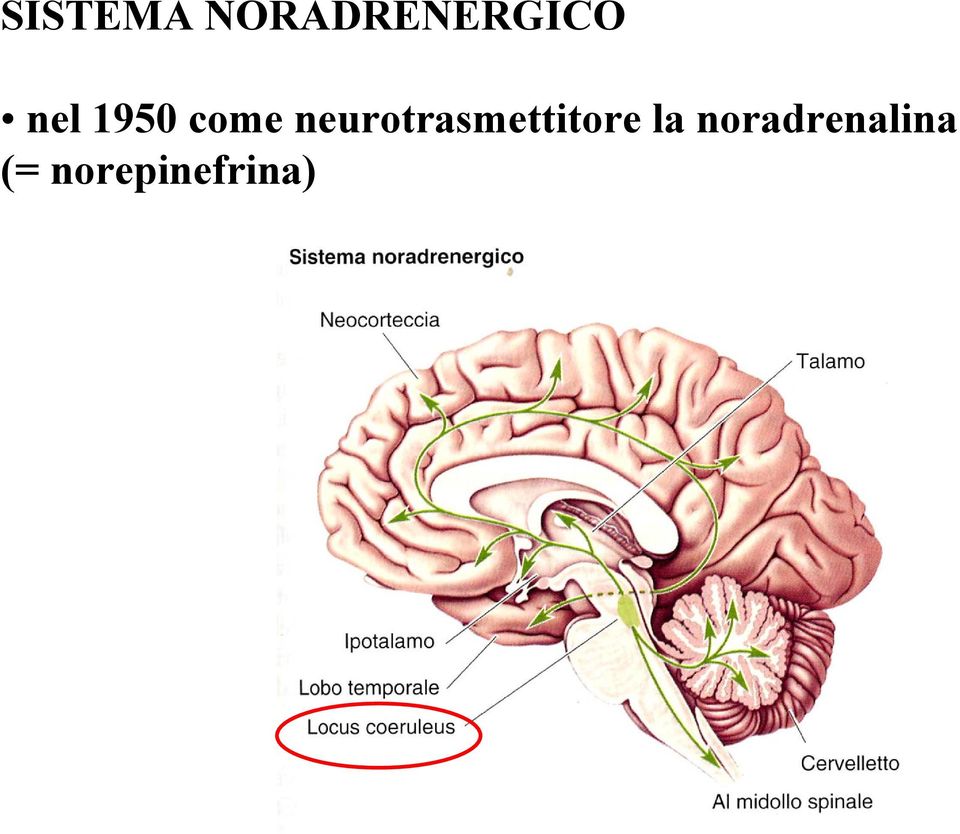 neurotrasmettitore la