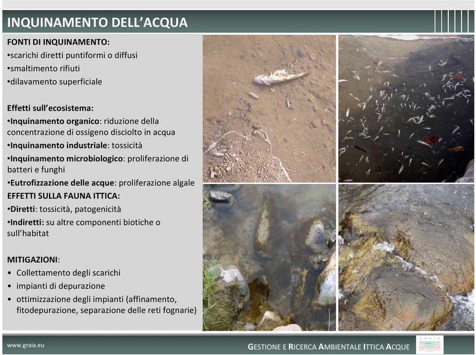 di batteri e funghi Eutrofizzazione delle acque: proliferazione algale EFFETTI SULLA FAUNA ITTICA: Diretti: tossicità, patogenicità Indiretti: su altre componenti