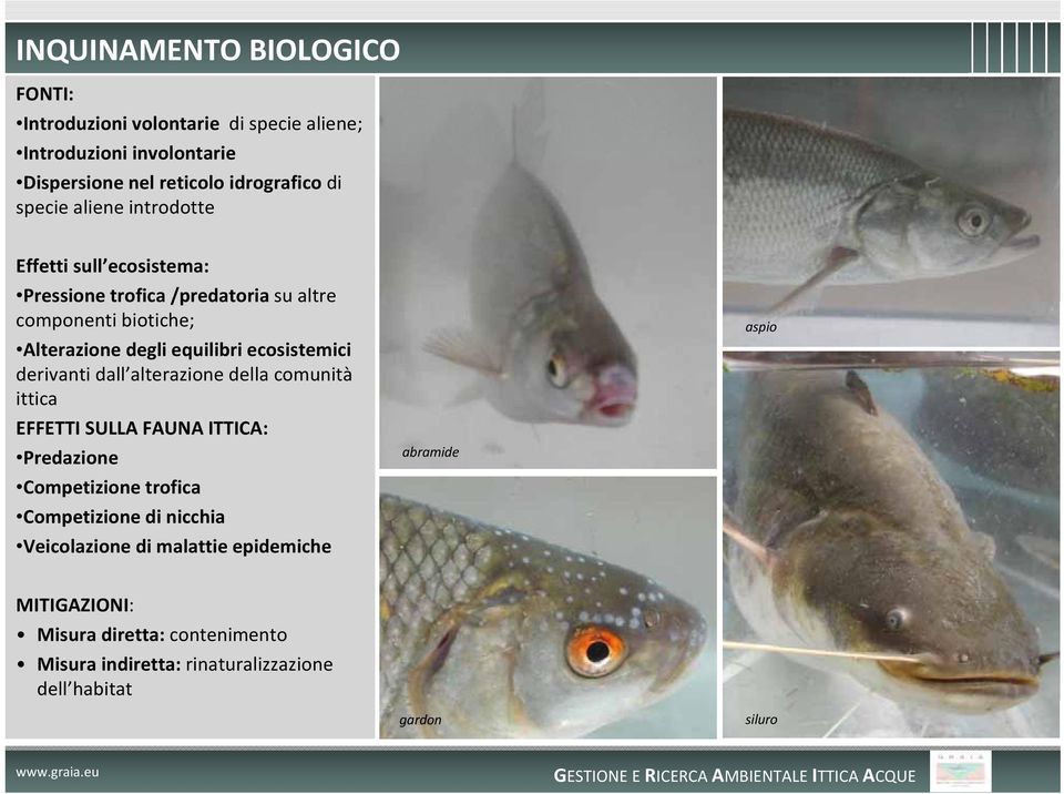 derivanti dall alterazione della comunità ittica EFFETTI SULLA FAUNA ITTICA: Predazione Competizione trofica Competizione di nicchia