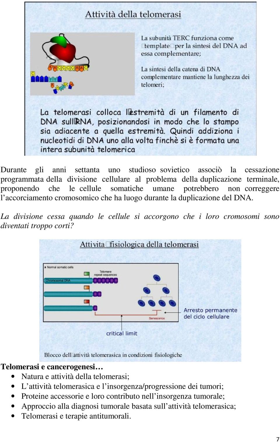 La divisione cessa quando le cellule si accorgono che i loro cromosomi sono diventati troppo corti?